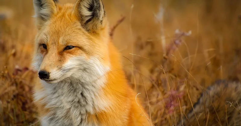 Que faire face à un animal : le protocole par espèce