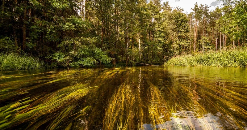 Les techniques pour filtrer de l'eau sans matériel dédié